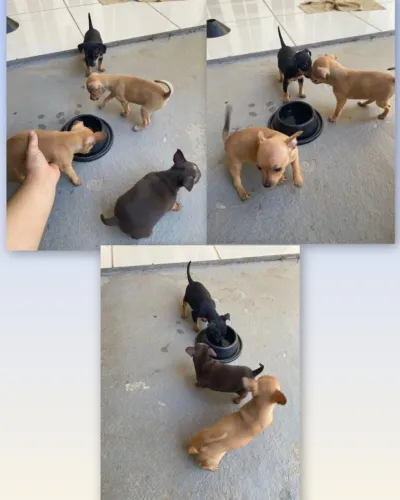 Cachorros Pinscher 1 - Fêmeas 