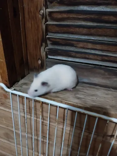 Hamster sirio