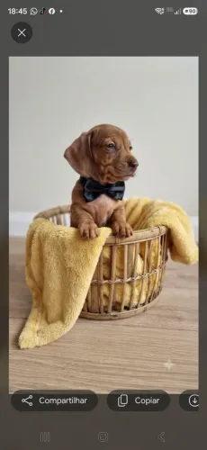 Filhotes de basset machinho disponível