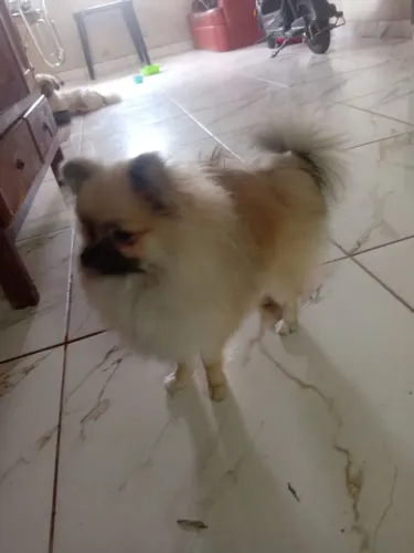 Cachorro Spitz Alemão / Lulu da Palmerania