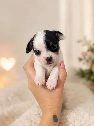 Pinscher macho miniatura Disponível / Forma de pagamento (Dinheiro,Pix e cartão)