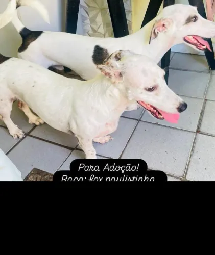 Cães para doação 