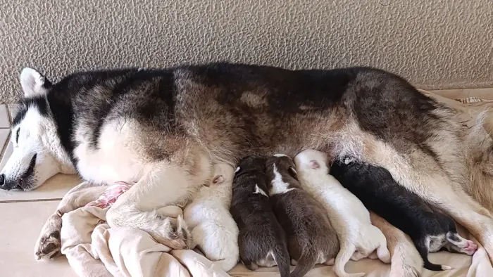 Husky siberiano