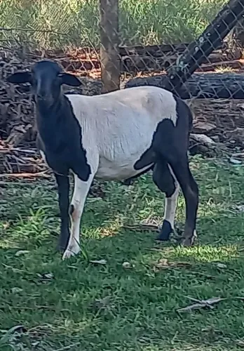 Vendo carneiro