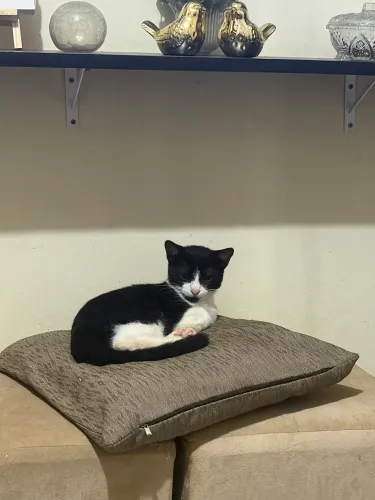Gatinho para adoção