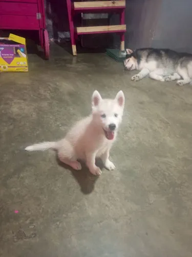 Husky Siberiano fêmea Olhos azuis