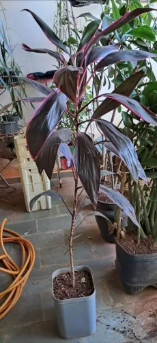 DRACENA VERMELHA
