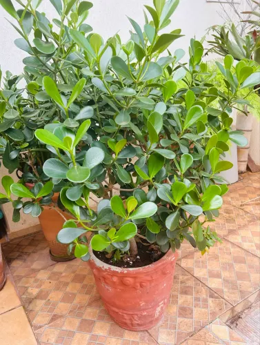 Clúsia