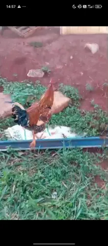 Galo gsb galinha balão 