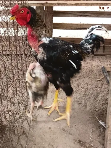 Galo e 3 galinhas 
