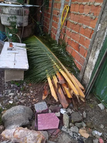 Vendo palha de coqueiro