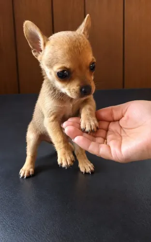 Pinscher macho
