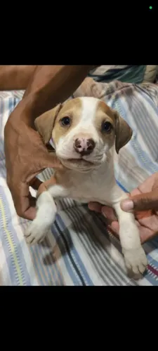 PIT BULL FILHOTES 