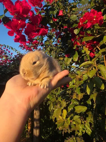 Lindos Mini coelhos disponíveis para reserva