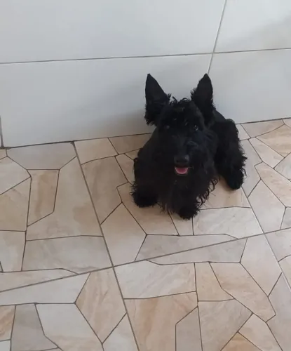 SCOTTISH TERRIER MACHO