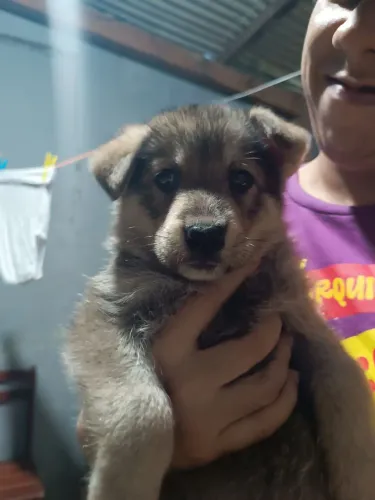Cachorro Pastor