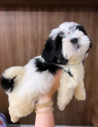 Cachorro Shit-Zu