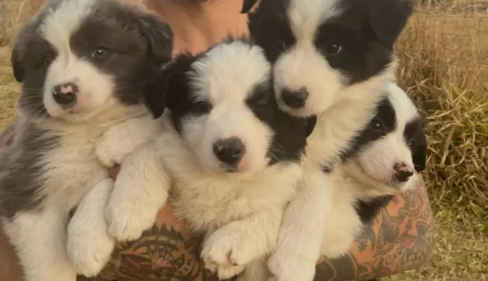 Filhote Border Collie