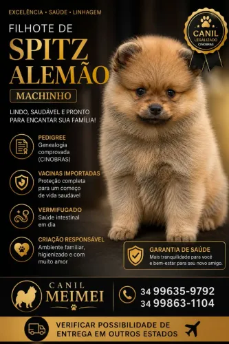 Spitz Alemão Anão