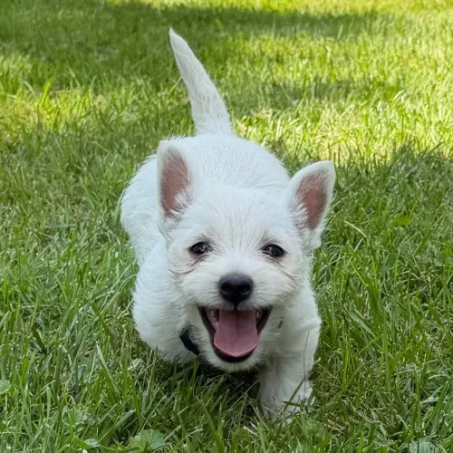 West highland White Terrier/ Filhotes de West com ótima saúde