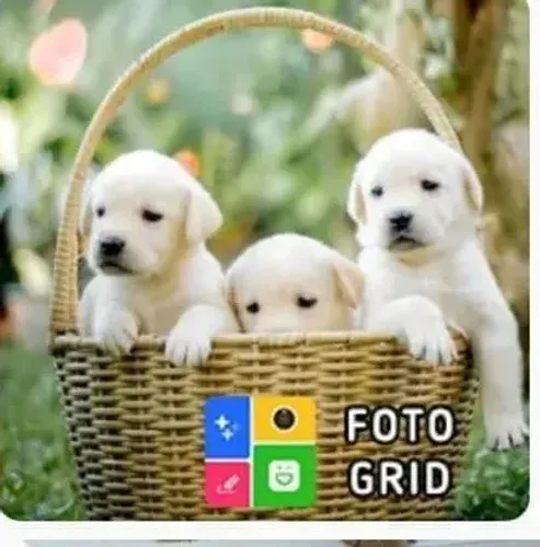 otimos filhotes para toda a familia 