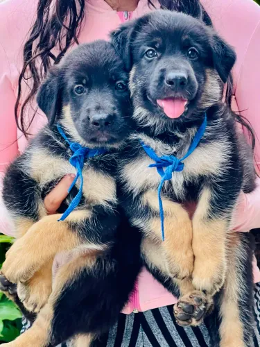 Vendo filhote de pastor alemão