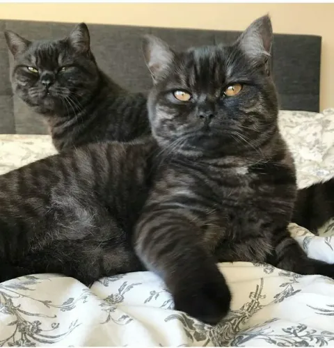 british shorthair black smoke