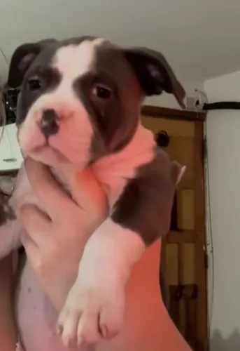 Filhote American bully