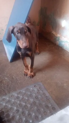 Vende-se doberman puro
