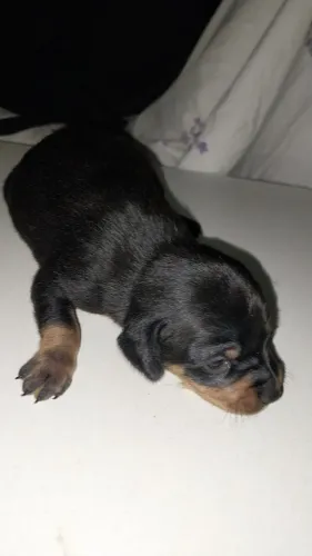 Vendo pinscher