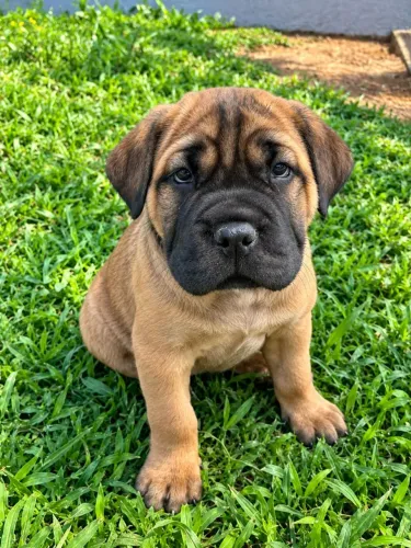 Cane corso