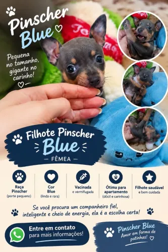 Pinscher Fêmea Blue