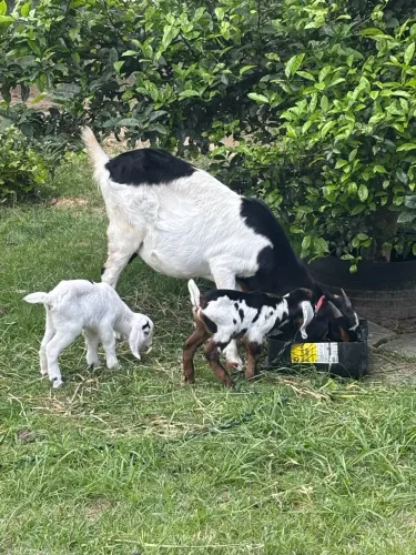 Cabras 