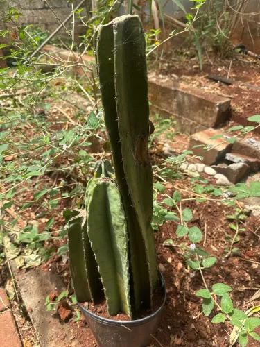 Mandacaru