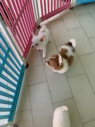 Chihuahua 