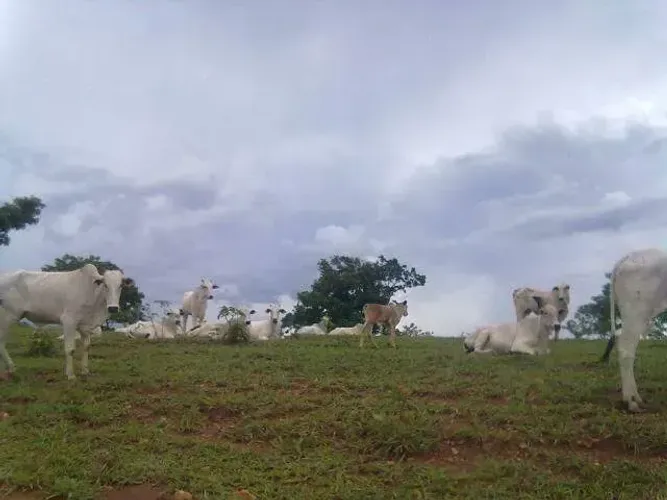 Ótima fazenda á venda de dupla aptidão em Catalão.