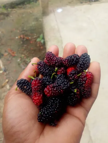 Vendo mudas frutíferas. Variedades de bananeiras, acerola, mexerica pocam, laranja, limão