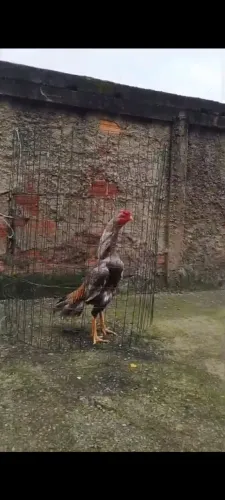 Galo shamo puro linha Alemão