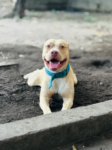 Procuro uma namorada pro meu pittibull