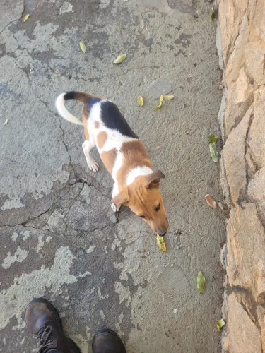Doa se filhote cachorro 