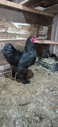 Casal Galinha Brahma Black