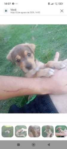 Cachorrinha pra adoção