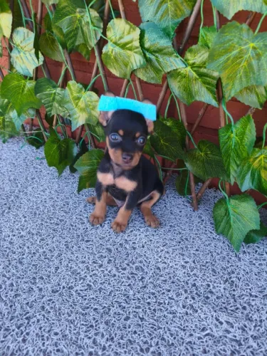 Filhote de Pinscher pronto pra te conquistar - chama no chat
