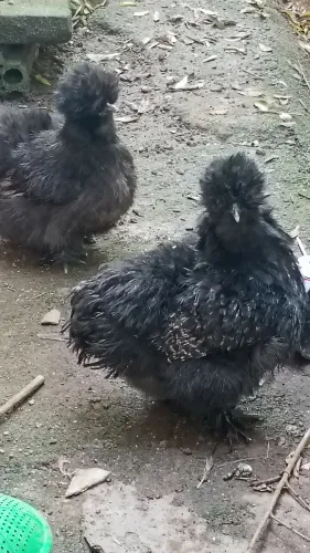 Troco Galinha Sedosa do Japão