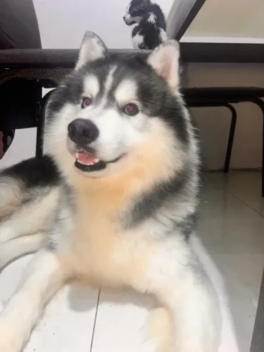 Husky Doação responsável