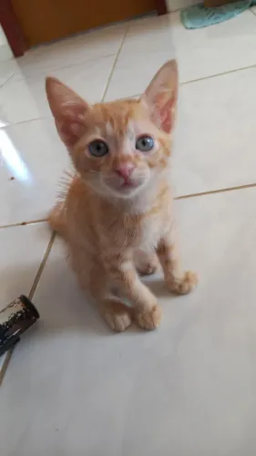 Gato macho pra adoção 