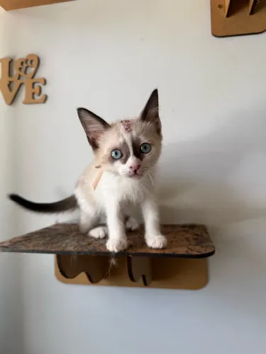 Gatinha para doação