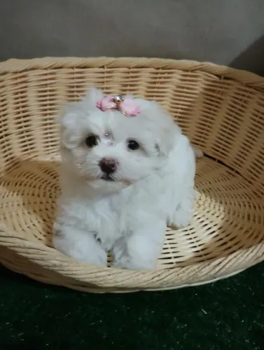Maltês Fêmea amor e carinho todos os dias