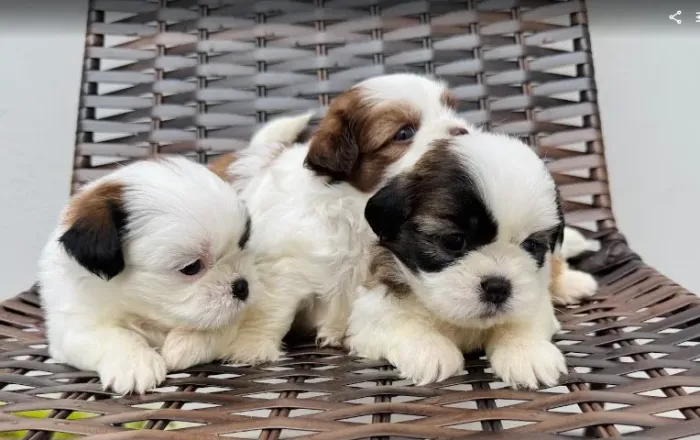 Filhotes de shih-tzu puros
