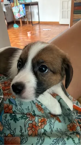 Filhote Jack Russel